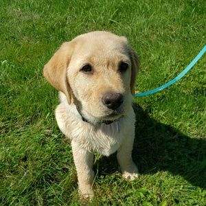 Meet your Posher, Viv